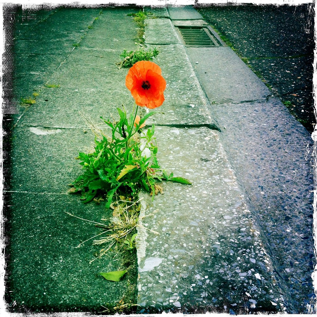IMG-1888.JPG