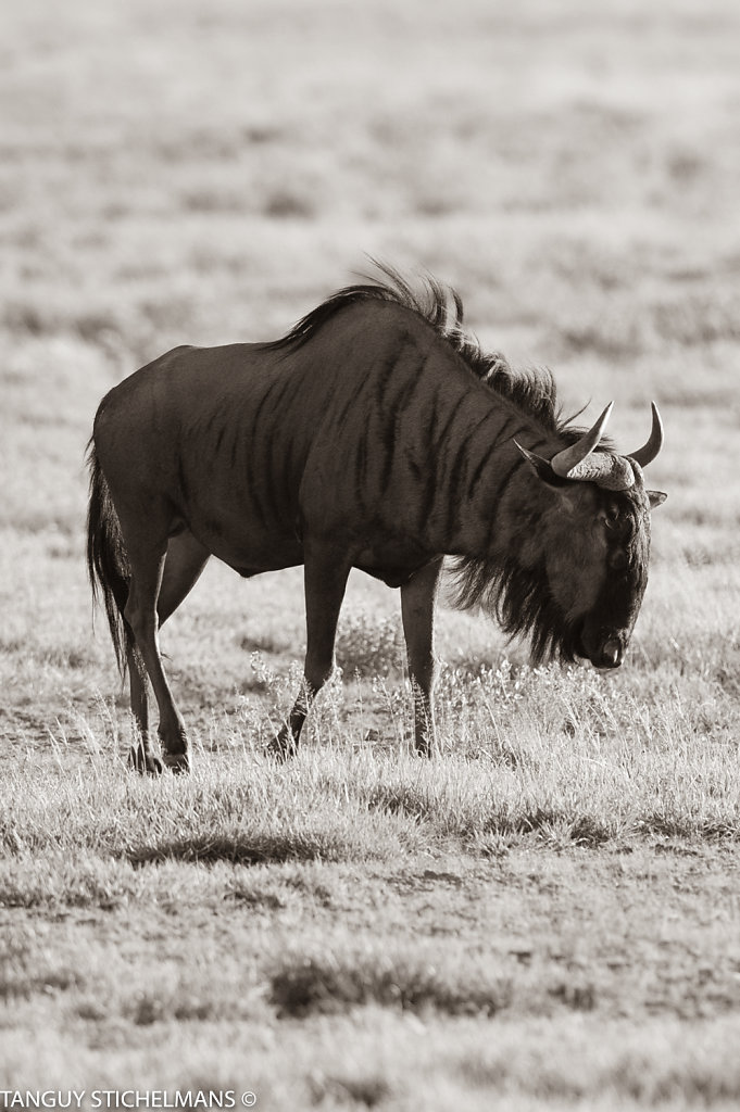 MOZ0529.jpg
